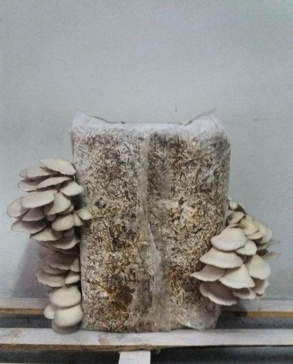 Υπόστρωμα Μανιταριών Πλευρώτους 38L (Μπλοκ Καλλιέργειας Pleurotus)